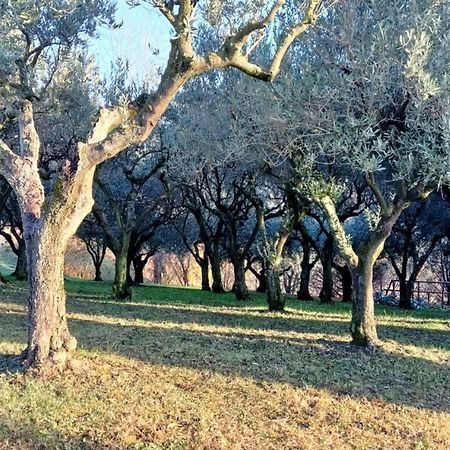 Il Giuggiolo Bed and Breakfast Κονελιάνο Εξωτερικό φωτογραφία