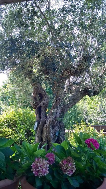 Il Giuggiolo Bed and Breakfast Κονελιάνο Εξωτερικό φωτογραφία