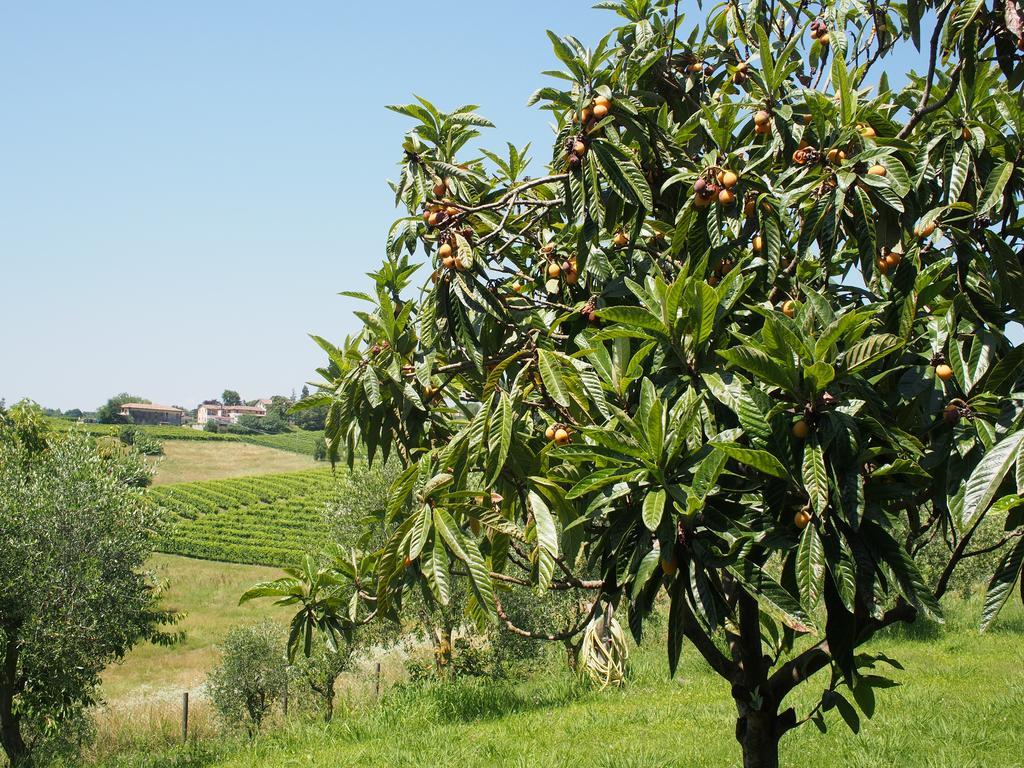 Il Giuggiolo Bed and Breakfast Κονελιάνο Εξωτερικό φωτογραφία
